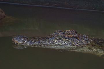 Crocodile