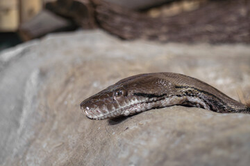Python snake
