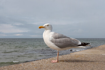 Seagull standing on a stone pier, large bird with white plumage, gray wings and distinctive yellow beak with a red spot looking alert and calm white gazing towards the horizon in Warnermnde, Germany