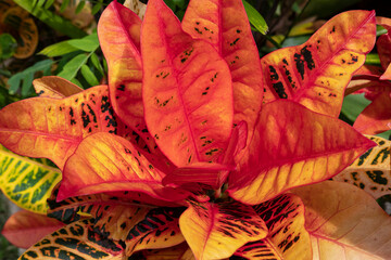 Dense cluster of croton, tropical exotic plant also known as Codiaeum variegatum displaying a...