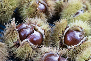 Close view of ripe chestnuts inside spiky burrs with natural texture and shallow focus; for food design, agriculture stories, retail banners, education.