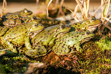 green frogs take a sunbath in early spring 256