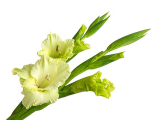 Obraz premium Graceful Blooming Gladiolus Stems Isolated on Transparent Background