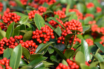 Skimmia red fruit - Latin name - Skimmia japonica Temptation