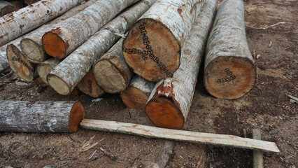 Cut Tree Logs in the Forest