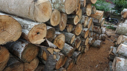 Cut Tree Logs in the Forest