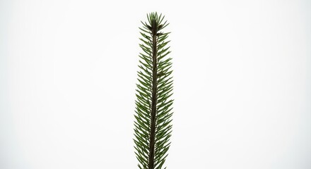 Minimalist green pine branch against white background