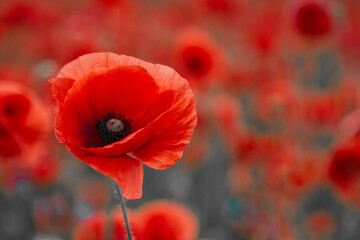 Naklejka premium World War remembrance day. Red poppy is symbol of remembrance to those fallen in war