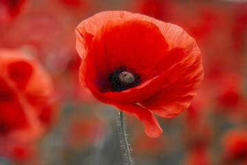 Naklejka na ściany i meble World War remembrance day. Red poppy is symbol of remembrance to those fallen in war