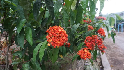 Fresh Ixora Flowers in the Garden After Rain