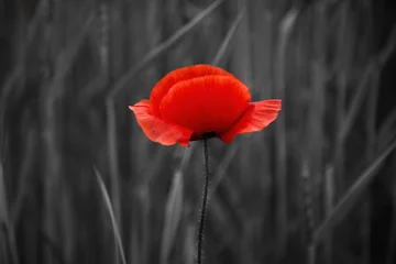 Fotobehang Beren World War remembrance day. Red poppy is symbol of remembrance to those fallen in war  © vetre