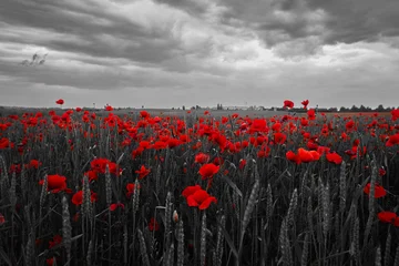 Selbstklebende Fototapeten Restaurant World War remembrance day. Red poppies in the field. Background imagery for remembrance or armistice day  © vetre