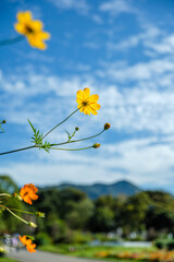 黄色のコスモス