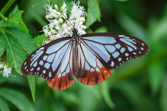 フジバカマにとまるアサギマダラ