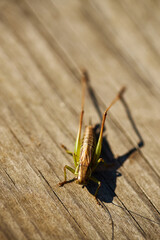 Closeup showing grasshopper resting on wooden surface with sunlight casting shadow, insect positioned vertically in frame, detailed texture of wood grain visible in background