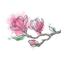 magnolia branch on a white background