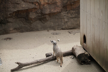 日本の動物園のミーアキャット