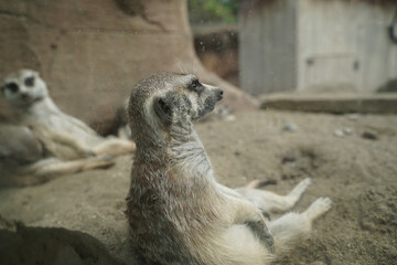 日本の動物園のミーアキャット