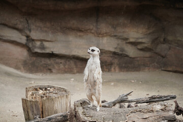 日本の動物園のミーアキャット