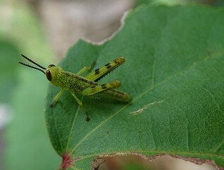 grasshopper on the leaf