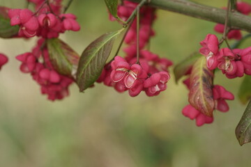 Pfaffenhütchen in voller Blüte zur herbstlichen Jahreszeit