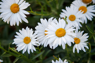Obraz premium white daisies in a field
