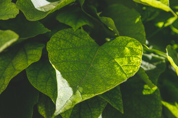 green leaves in the sun