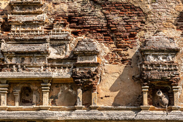 Monkey sits in ancient crumbling temple niche