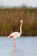 Greater flamingo (Phoenicopterus roseus) standing in the shallow water of a lagoon in the Camargue, France.