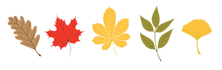 Set of colorful autumn tree leaves. Includes oak, maple, chestnut, ash, and ginkgo leaves in warm fall tones. Isolated elements on white background. Perfect for seasonal decorations, cards, packaging