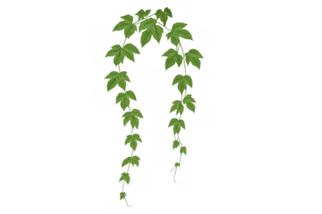 Green vine with fresh leaves growing, draping, and creating a natural frame. Transparent background element for design