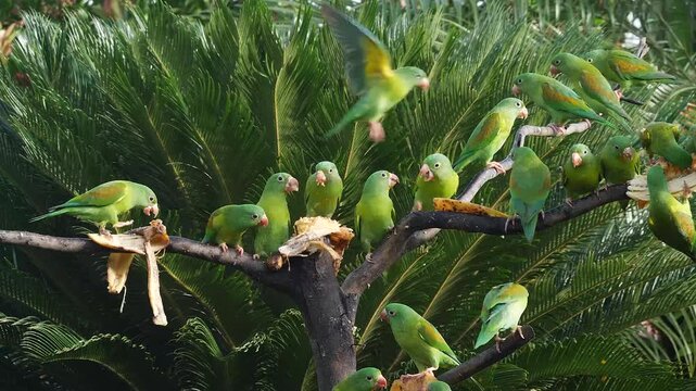 flock of orange-chinned parakeet at feeder, bickering and eating bananas 274