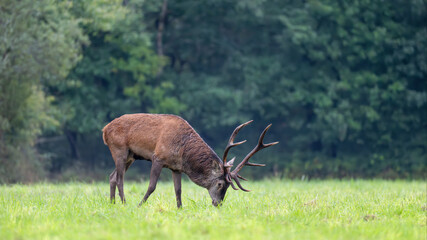 Mature Red deer walking while smelling the trail of a congener in a plain during the rut. Cervus elaphus, Sologne, Loiret 45, région Centre Val de Loire, France, European Union, Europe