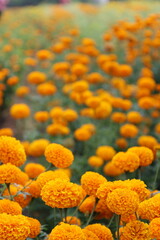 A vibrant, close-up shot of a field of bright orange marigold flowers in full bloom.