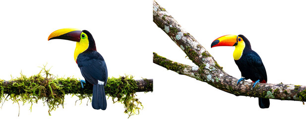  Colorful Toucan Perched on Branch in Lush Jungle