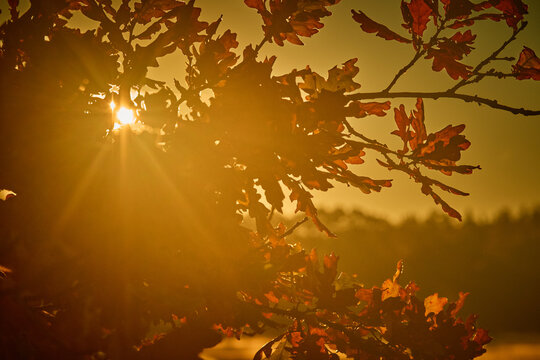 Majestic oak tree with sunlight streaming through branches, dark tones on the left and glowing orange-yellow leaves on the right, 