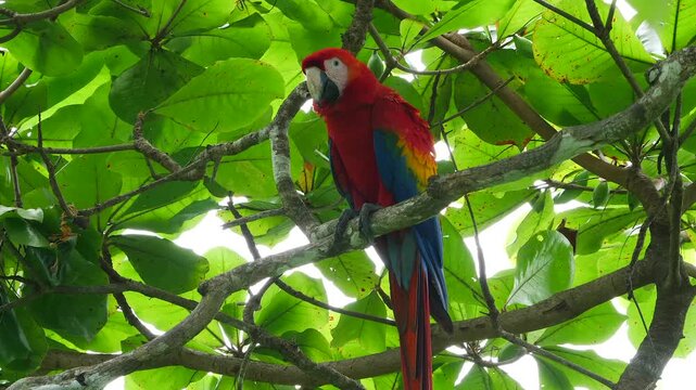 scarlet macaw sitting on branch in a wild almond tree, looking around 027