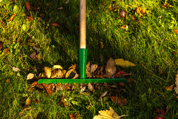 Green Rake Collecting Autumn Leaves on Lawn. Fall Garden Cleanup
