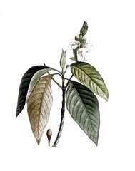 Indische Lungenkraut, auch Adhatoda-Pflanze, Malabarnuss oder Vasica, Justicia adhatoda