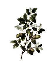 Korkeiche, Quercus suber