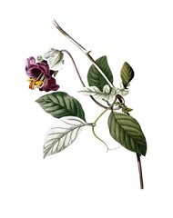 Glockenrebe, Cup and saucer vine, Cobaea scandens
