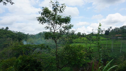 Nature Landscape with Tree on the Hill
