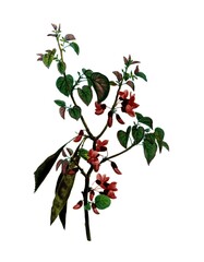 Gewöhnlicher Judasbaum, Judas Tree, Cercis siliquastrum