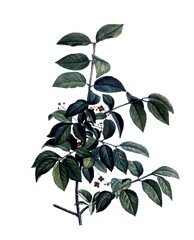 Warzen-Spindelstrauch, Spindle, Euonymus verrucosus