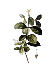 Gardenie, Gardenia, Gardenia florida