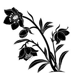 Elegant Hellebore Flower Silhouette Illustration. Botanical Bloom Drawing in Detailed Black and White, Grayscale Floral Art Design for Decor, Sophisticated Nature-Inspired Decoration.