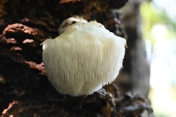 幻のキノコ、ヤマブシタケ