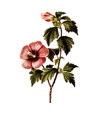 Straucheibisch, Rose of Sharon, Hibiscus syriacus