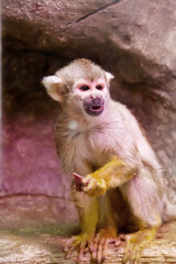 Saimiri, or Squirrel monkeys (Latin Saimiri) sits on a rock with a fruit on a stone background. Animals, mammals, predators.