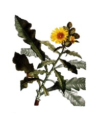 Strauchartige Gänsedistel, Sow thistles, Sonchus fruticosus